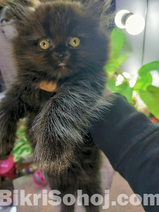 Persian triple coat tabby kittens